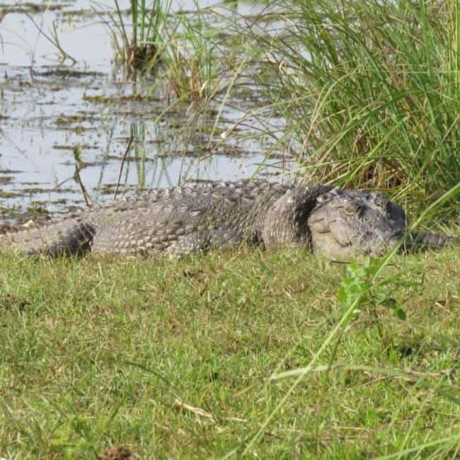 Anuradhapura: Full-Day Wilpattu All Inclusive Private Safari - Searching for leopards, bears, and other wildlife