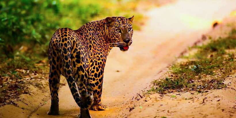 Anuradhapura: Full-Day Wilpattu All Inclusive Private Safari - Who will get the most from this safari