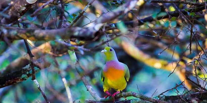 Anuradhapura: Full-Day Wilpattu All Inclusive Private Safari - The early pickup from Anuradhapura