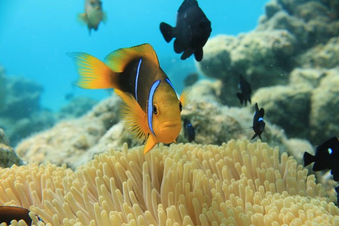 Aqua Safari Introductory Helmet Dive (Underwater Walk) - Safety, weather, and the small drawbacks