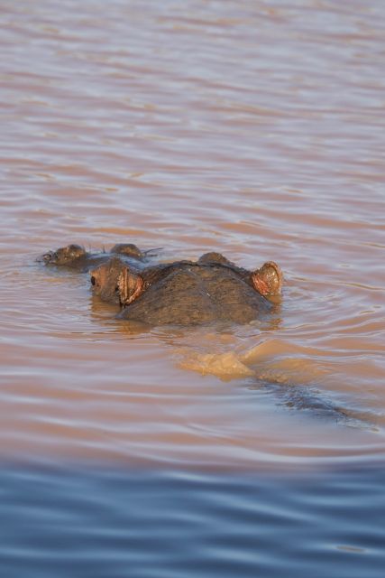 Aquila Game Reserve: Afternoon Safari - The 1:30 PM traditional vehicle safari