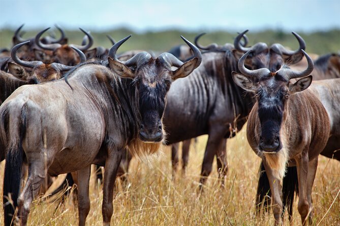 Aquila Game Reserve Safari with Park Fees, Transport & Lunch - The early pickup and the road to Paarl