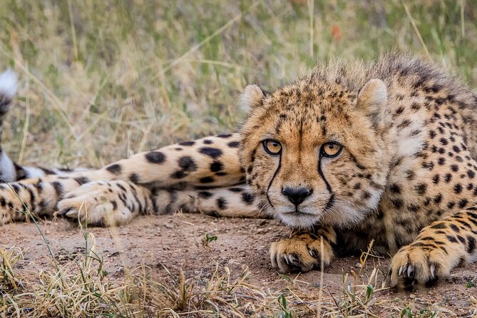 Aquila Game Reserve Safari with Park Fees, Transport & Lunch - Three hours on the open safari truck