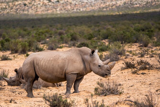 Aquila Game Reserve Safari with Park Fees, Transport & Lunch - The return journey and the real length of the day