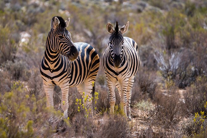 Aquila Game Reserve Safari with Park Fees, Transport & Lunch - Guides, group size, and service