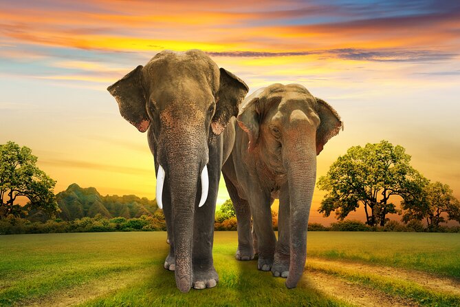 Aquila Game Reserve Safari with Park Fees, Transport & Lunch - Who gets the best value from this tour