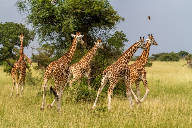 Aquila Game Reserve Safari with Park Fees, Transport & Lunch - Should you book the Aquila day safari?