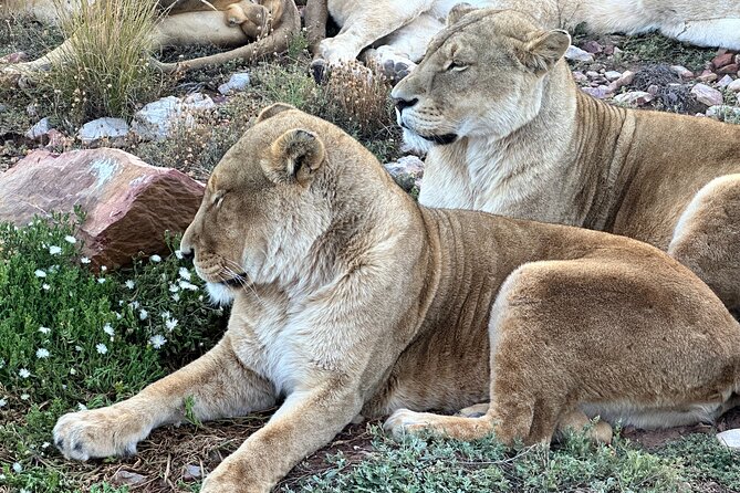 Aquila Game Reserve Safari with Park Fees, Transport & Lunch - Arrival at Aquila and the included buffet