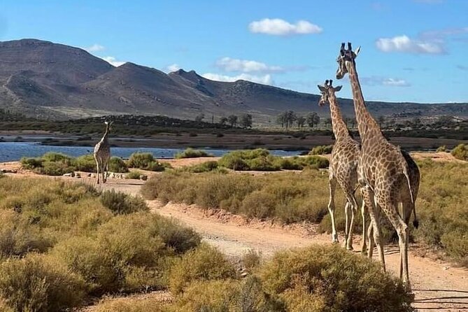 Aquila Game Reserve Sunset Safari - What the $165 price really covers