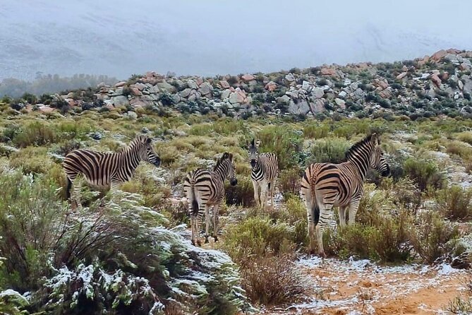 Aquila Game Reserve Sunset Safari - A practical look at the schedule