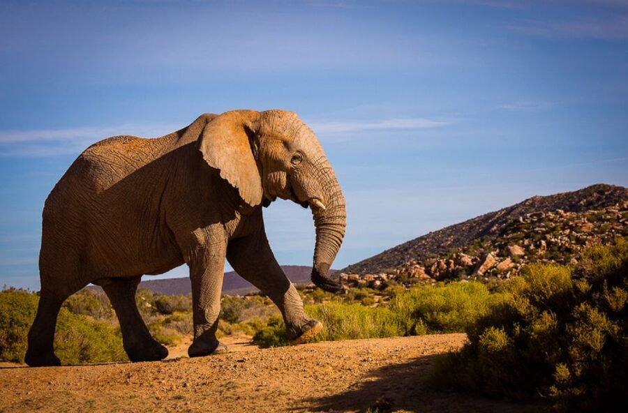 Aquila Private Game Reserve: Sunset Safari with Entry Fee - Key points to know