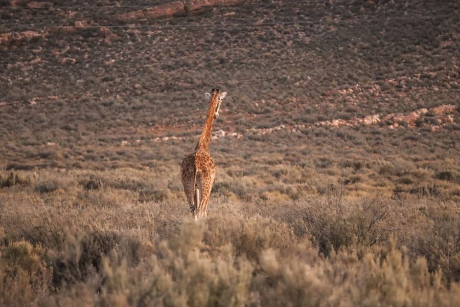 Aquila Private Game Reserve: Sunset Safari with Entry Fee - A sunset safari built for a short South Africa trip