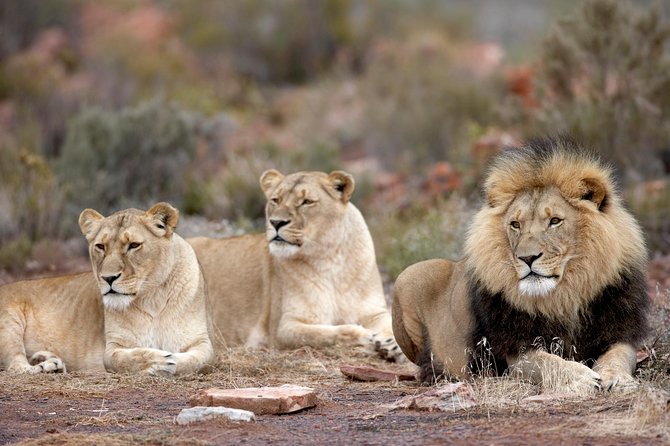 Aquila Safari Game Drive, Lunch & Shared Transfers from Cape Town - A safari day without flying to Kruger