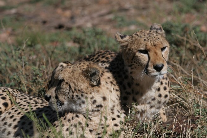 Aquila Safari Game Drive, Lunch & Shared Transfers from Cape Town - The Cape Town pickup and the road to the Little Karoo
