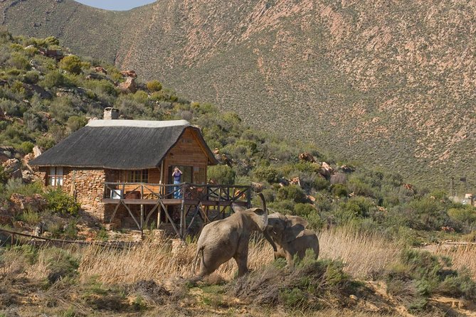 Aquila Safari Game Drive, Lunch & Shared Transfers from Cape Town - The 2 to 3-hour game drive