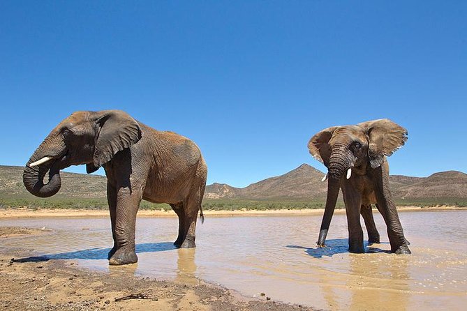 Aquila Safari Game Drive, Lunch & Shared Transfers from Cape Town - The return to Cape Town and the Fairview question