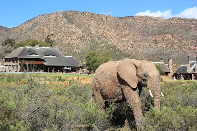 Aquila Safari Game Drive, Lunch & Shared Transfers from Cape Town - How the transport arrangement really affects the experience