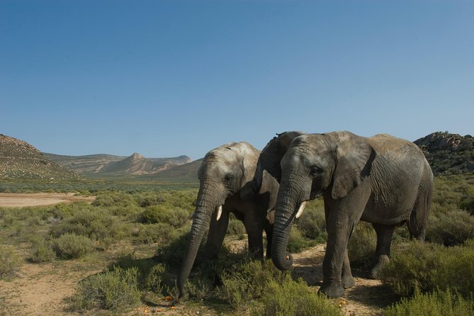 Aquila Safari Game Drive, Lunch & Shared Transfers from Cape Town - Is $258.89 a fair price?