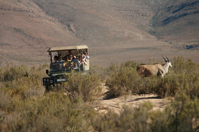 Aquila Safari Game Drive, Lunch & Shared Transfers from Cape Town - Buffet lunch before the 4x4 drive