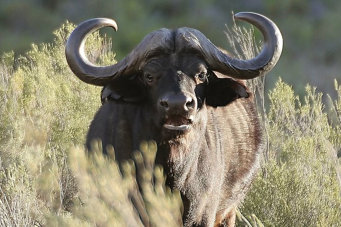 Aquilla BIG5 private Safari Cape Town - Leaving Camps Bay at 9:00 am