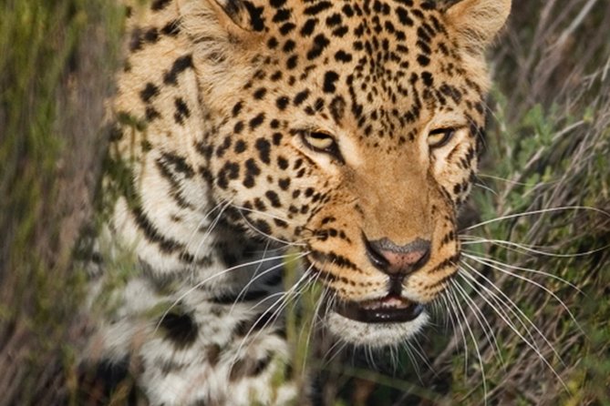 Aquilla BIG5 private Safari Cape Town - Is the long day worth it?