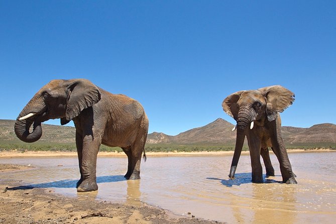 Aquilla BIG5 private Safari Cape Town - Lunch at noon, then onto the 4x4