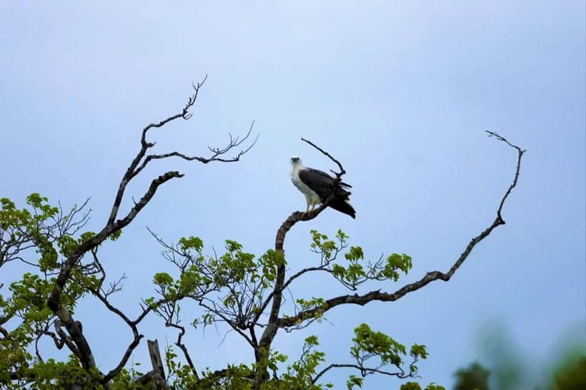 Arugambay :Pottuvil Lagoon Mangrove Eco Boat Safari Tours - Should you book the Pottuvil Lagoon safari?