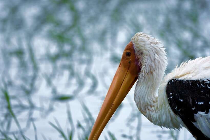 Arugambay :Pottuvil Lagoon Mangrove Eco Boat Safari Tours - The guides make the difference