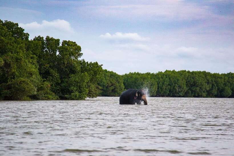 Arugambay :Pottuvil Lagoon Mangrove Eco Boat Safari Tours - Two hours through mangroves by paddle