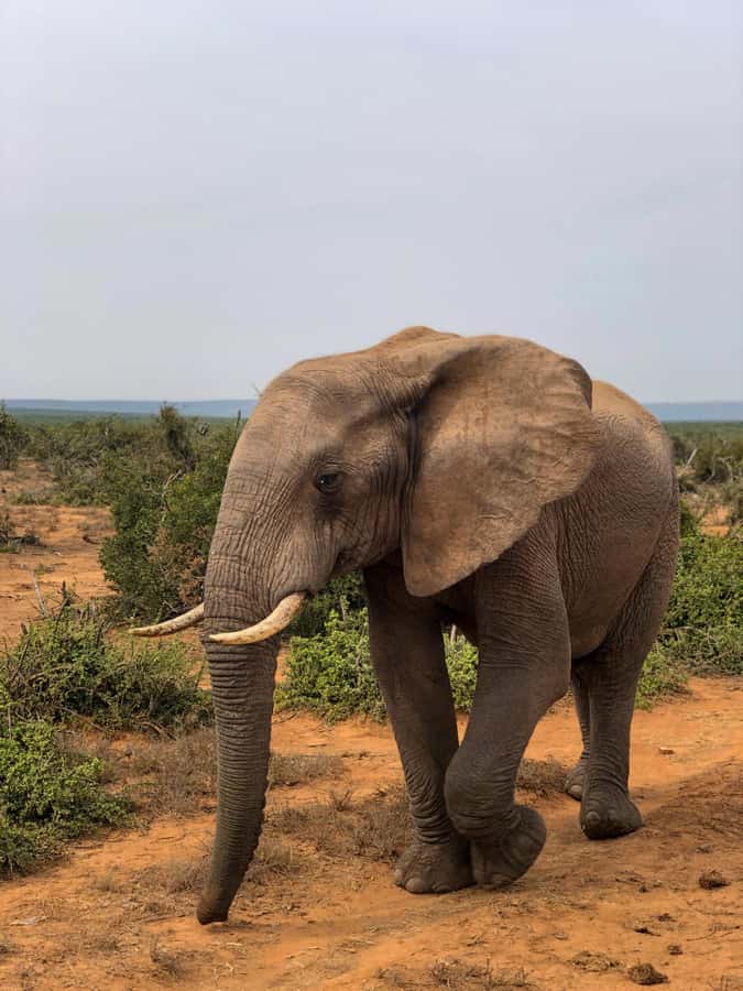 Arusha: 3-Day Serengeti & Ngorongoro Crater Big Five Safari - Why three days can work for a northern Tanzania safari
