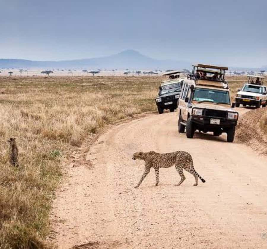 Arusha: 3-Day Serengeti & Ngorongoro Crater Big Five Safari - Day three: 600 meters down into Ngorongoro Crater