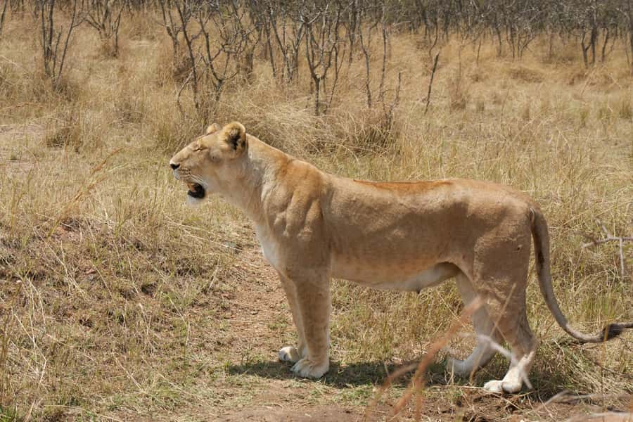 Arusha: 3-Day Serengeti & Ngorongoro Crater Big Five Safari - The 4x4 vehicle and the reality of safari roads