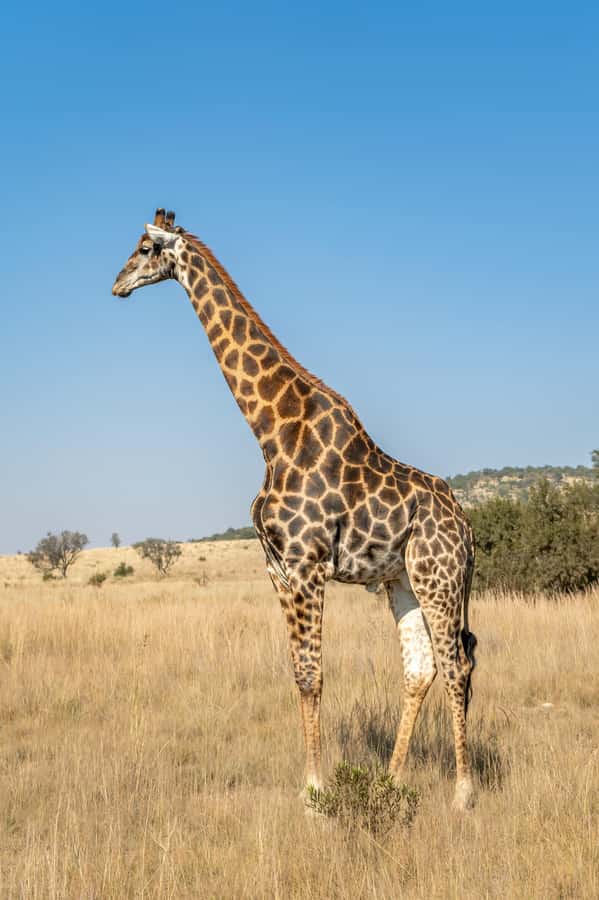 Arusha: 3-Day Serengeti & Ngorongoro Crater Big Five Safari - Lodge comfort or camping under the night sky