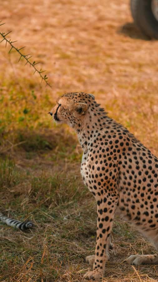 Arusha: 3-Day Serengeti & Ngorongoro Crater Big Five Safari - Practical details before you leave Arusha