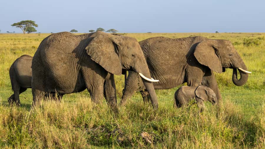 Arusha: 3-Day Serengeti & Ngorongoro Crater Big Five Safari - Should you book it?
