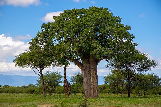 Arusha: 5 days Safari Trip Tarangire, Lake Manyara and Ngorongoro - Day 2: Lake Manyara’s forest and famous lions