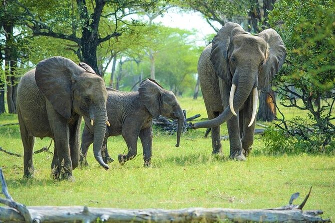 Arusha: 5 days Safari Trip Tarangire, Lake Manyara and Ngorongoro - Day 5: the return to Arusha