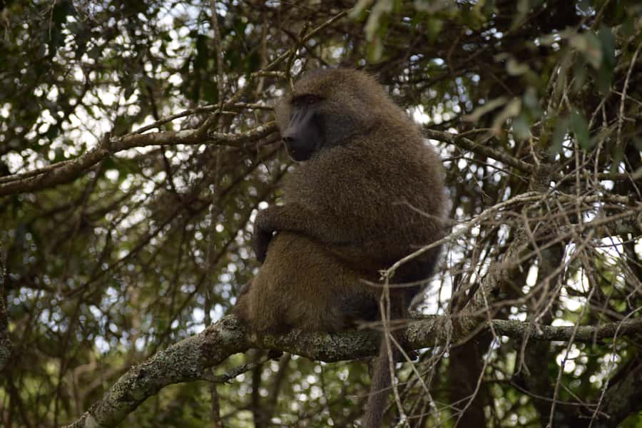 Arusha National Park Full-Day Safari - Five things to know before booking