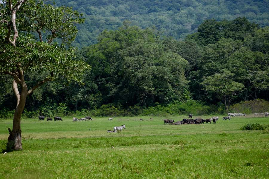 Arusha National Park Full-Day Safari - Who will enjoy this safari most