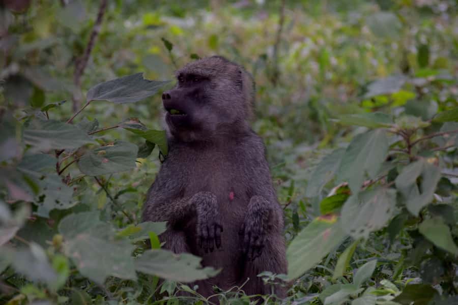 Arusha National Park Full-Day Safari - Why Arusha National Park makes a smart first safari