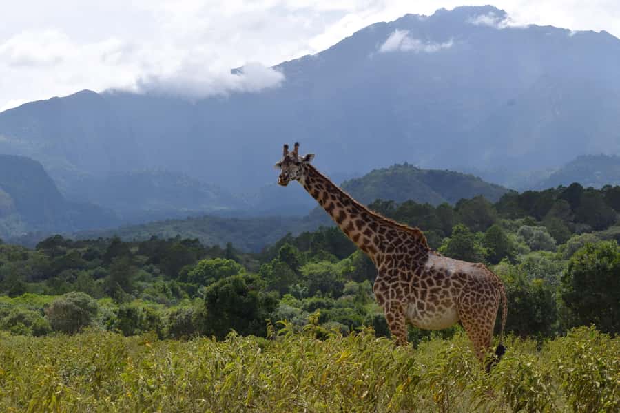 Arusha National Park Full-Day Safari - Morning game drive: three hours among forest and grassland