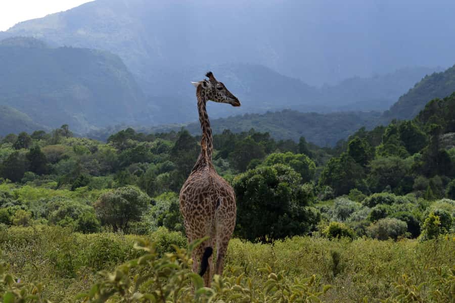 Arusha National Park Full-Day Safari - Afternoon game drive: a second chance to find animals