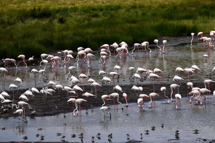 Arusha National Park Full-Day Safari - The guide can shape the whole day