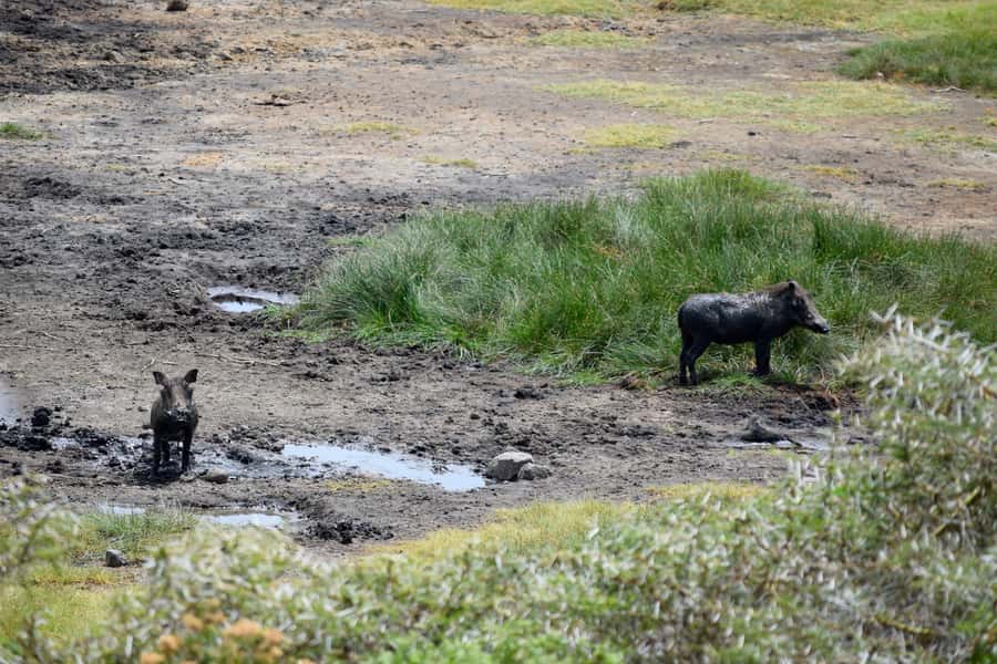 Arusha National Park Full-Day Safari - What the $195 price includes