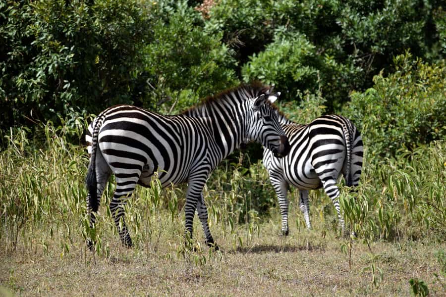 Arusha National Park Full-Day Safari - The one-hour pickup and drive from Arusha