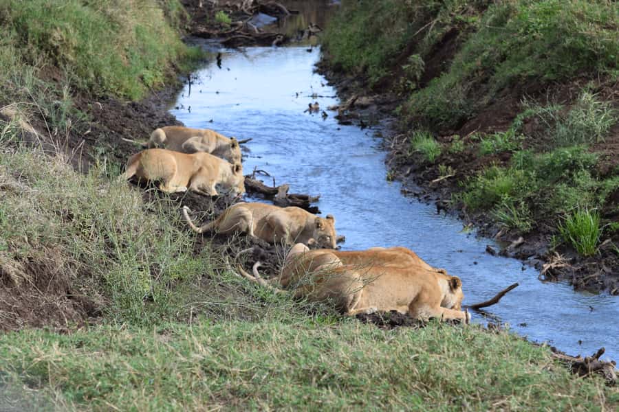 Arusha: Serengeti and Ngorongoro Multi-Day Camping Safari - What $950 buys you on this Tanzania safari
