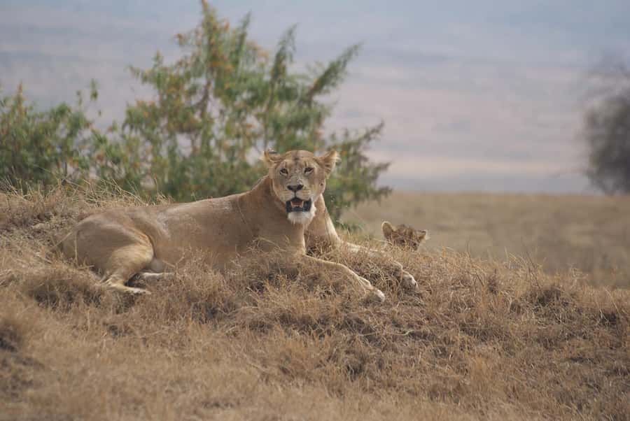 Arusha: Serengeti and Ngorongoro Multi-Day Camping Safari - Day 3: Leaving the plains for Ngorongoro