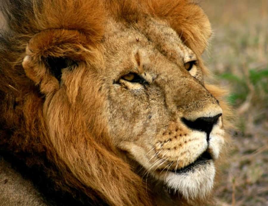 Arusha: Serengeti and Ngorongoro Multi-Day Camping Safari - The 4x4 ride and group arrangement