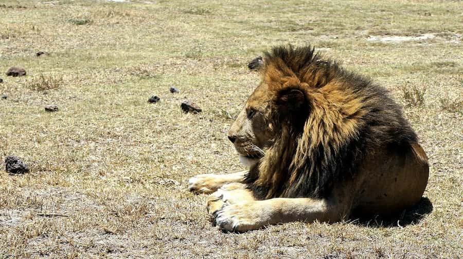 Arusha: Serengeti and Ngorongoro Multi-Day Camping Safari - Who will enjoy this safari most?