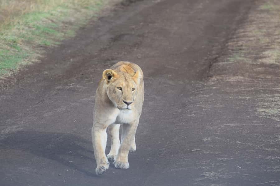 Arusha: Serengeti and Ngorongoro Multi-Day Camping Safari - Day 1: From Arusha to the Serengeti